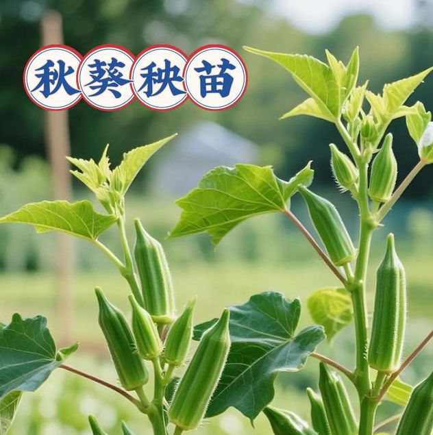 绿巨人千层浪樱桃秋葵黄瓜18