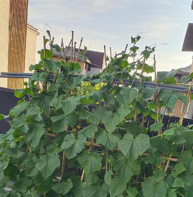 绿巨人千层浪樱桃秋葵黄瓜18