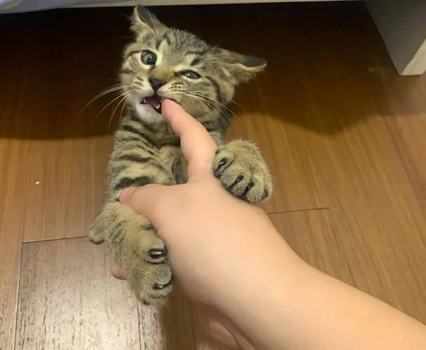 猫咪www免费人成网站无码