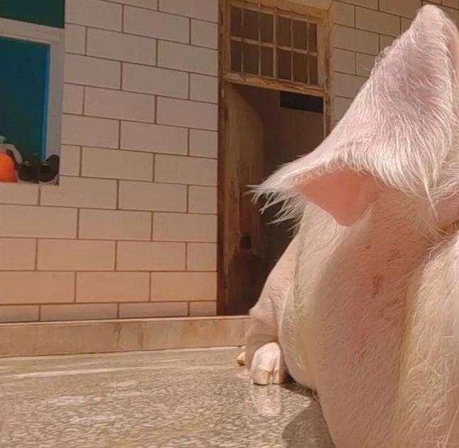 猪泡泡在线资源