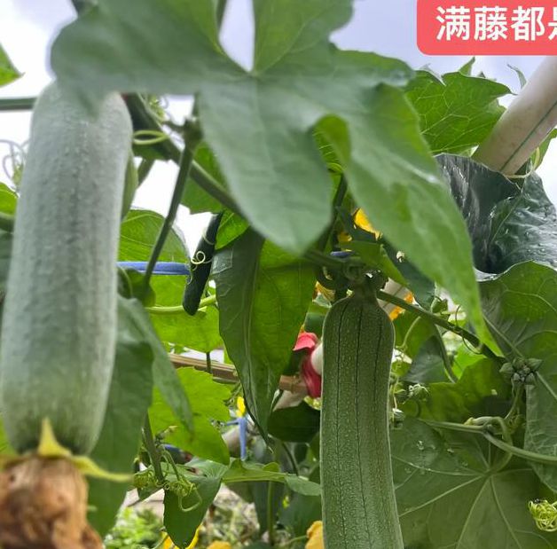 秋葵茄子丝瓜绿巨人污