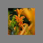 忘忧草在线社区