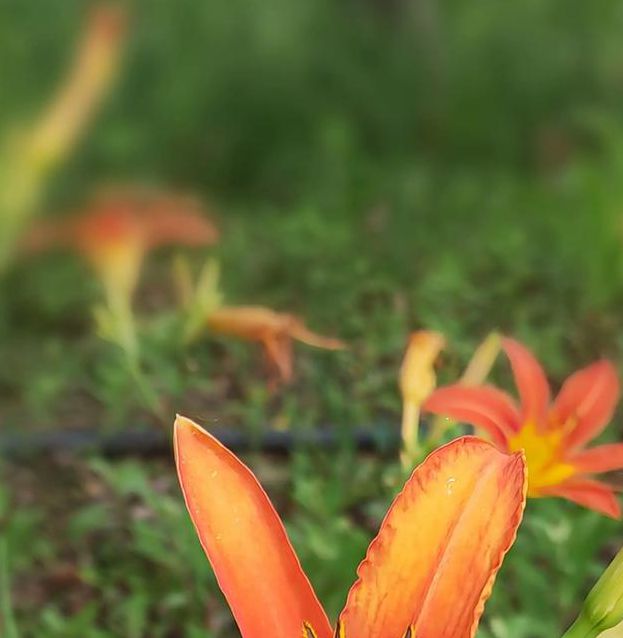 忘忧草在线社区