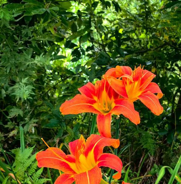 忘忧草在线社区