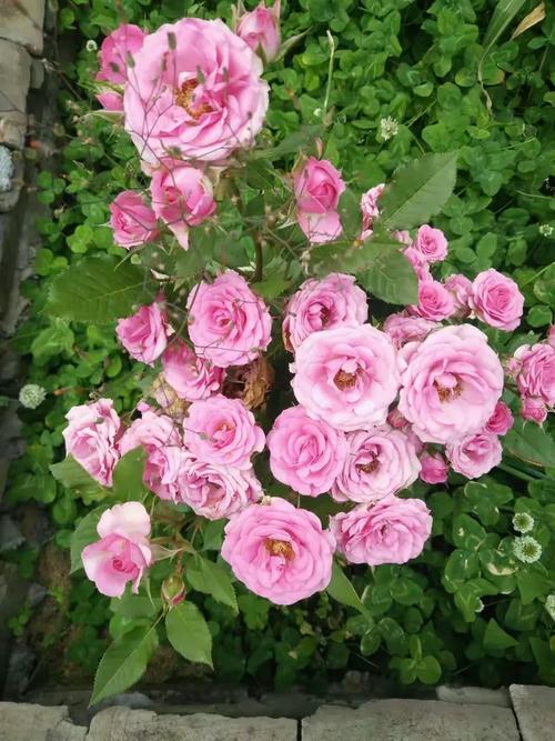 百花相约app安卓版