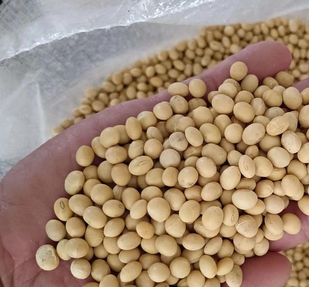 黄豆视频 黄豆精品 黄豆库