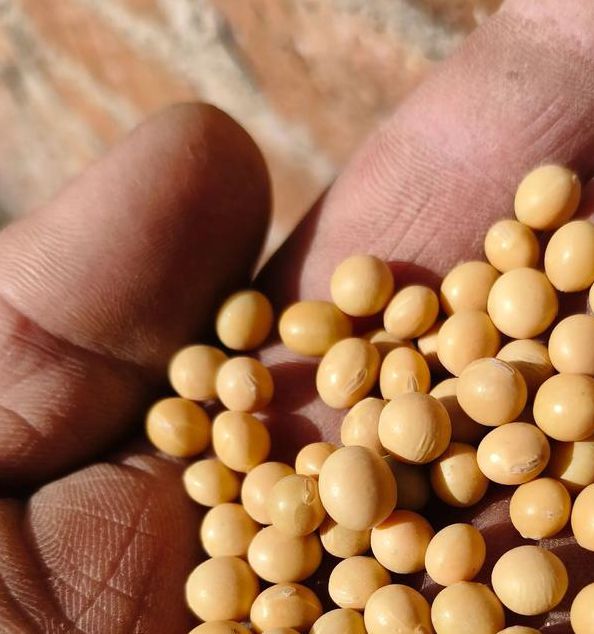 黄豆视频 黄豆精品 黄豆库