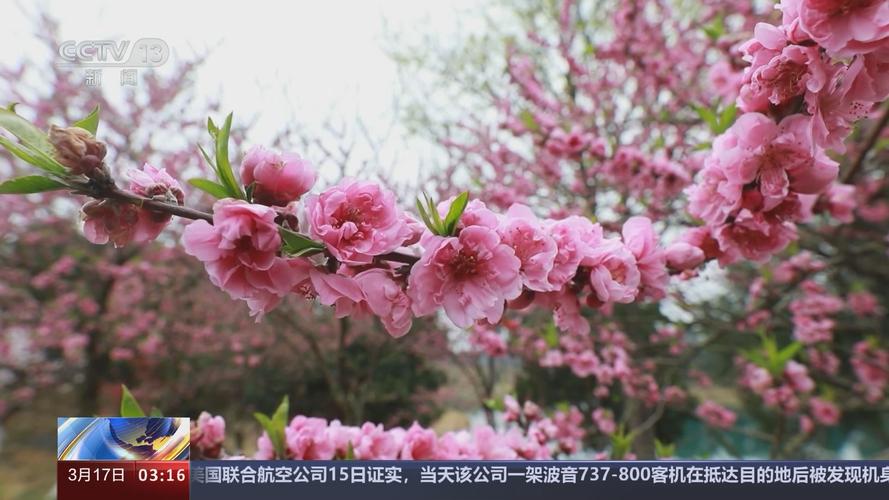 桃花直播免费播放在线直播色多多