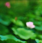 荷花视频无限制版