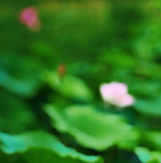 荷花视频无限制版