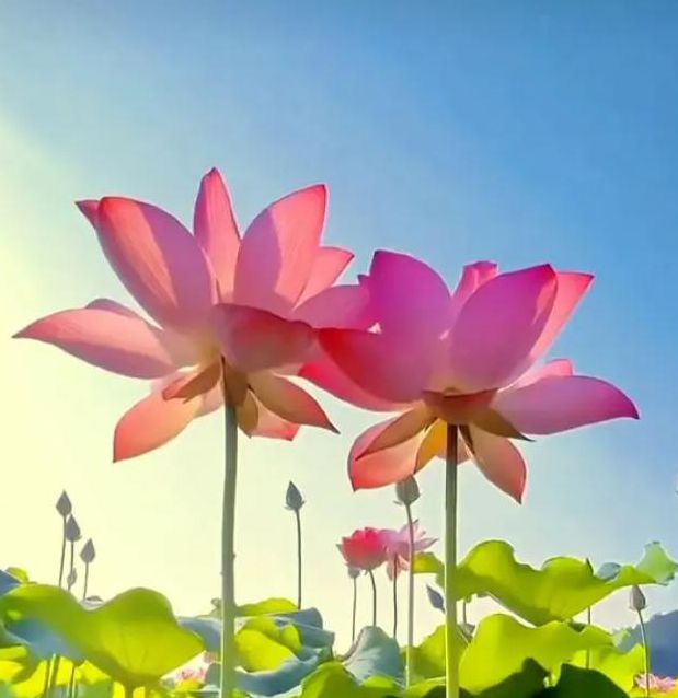 荷花视频无限制版