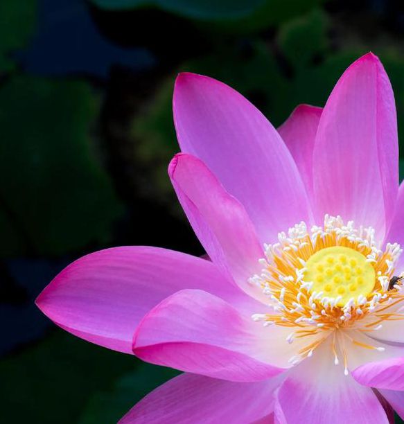 荷花视频无限制版